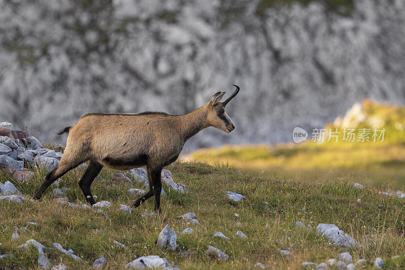 岩羚羊(Rupicapra Rupicapra)